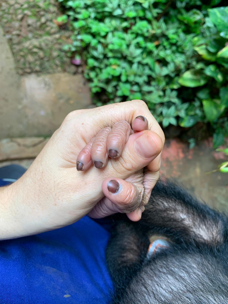 Human hand holding chimp hand